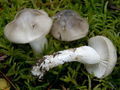 Hygrophorus agathosmus